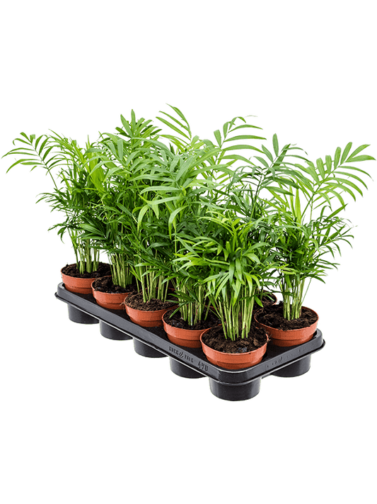 Planta naturala de interior Bush D20xH45cm Chamaedorea elegans PS12/10cm in pamant