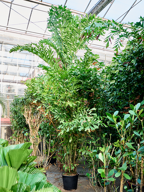 Planta naturala de interior Bush D220xH400cm Caryota mitis (380-450) PS50/44cm in pamant