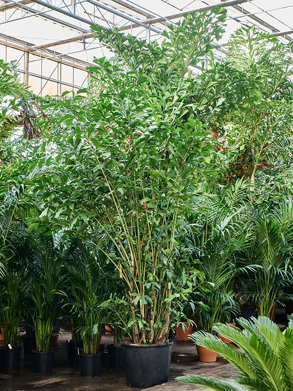 Planta naturala de interior Bush D250xH425cm Caryota mitis (400cm-450cm) PS68/51cm in pamant