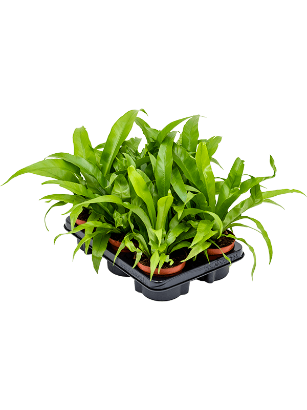 Planta naturala de interior Bush D25xH30cm Asplenium antiquum PS12/9cm in pamant