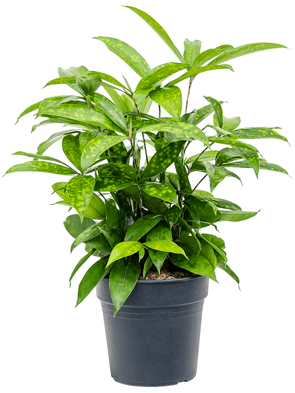 Planta naturala de interior Bush D25xH40cm Dracaena surculosa PS17/14cm in pamant