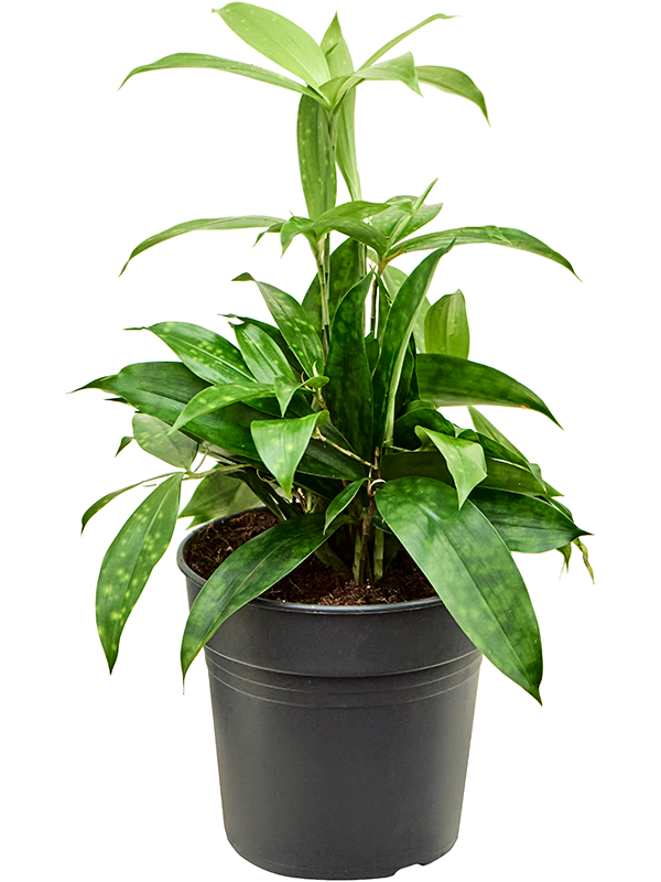 Planta naturala de interior Bush D25xH40cm Dracaena surculosa PS17/14cm in pamant