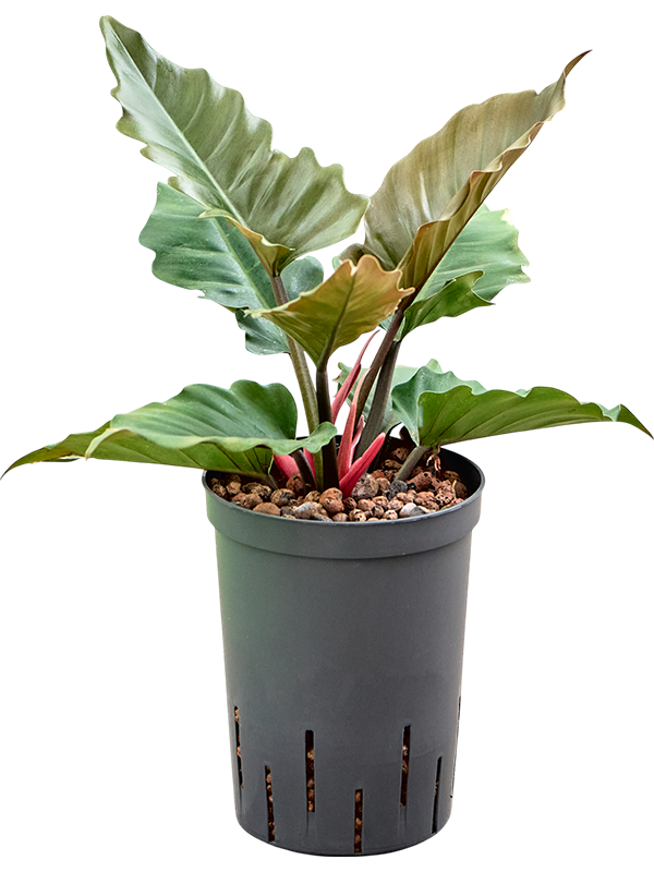 Planta naturala de interior Bush D25xH40cm Philodendron 'Narrow Caramel' P15/19cm in hidrogranule