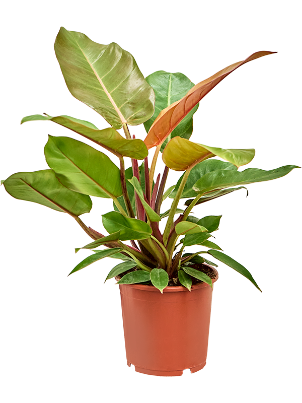 Planta naturala de interior Bush D25xH40cm Philodendron 'Prince of Orange' PS17/15cm in pamant