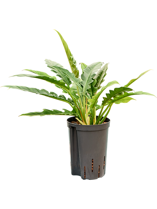 Planta naturala de interior Bush D25xH40cm Philodendron selloum 'Narrow' P15/19cm in hidrogranule