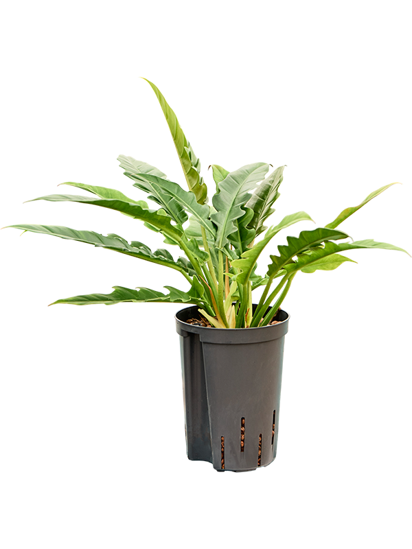 Planta naturala de interior Bush D25xH40cm Philodendron selloum 'Narrow' P15/19cm in hidrogranule