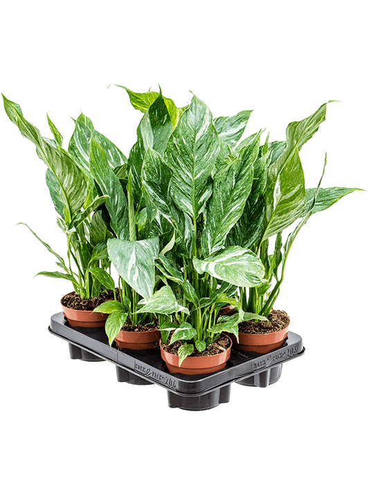 Planta naturala de interior Bush D25xH40cm Spathiphyllum 'Diamond' PS12/10cm in pamant