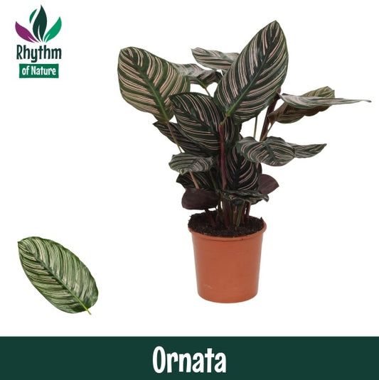 Planta naturala de interior Bush D25xH42cm Calathea sanderiana ornata PS14/12cm in pamant