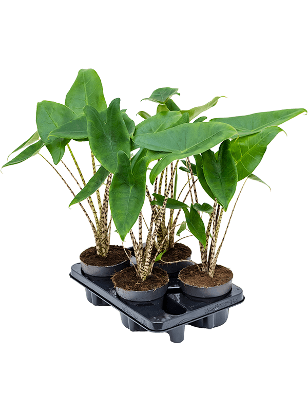 Planta naturala de interior Bush D25xH45cm Alocasia zebrina PS14/12cm in pamant