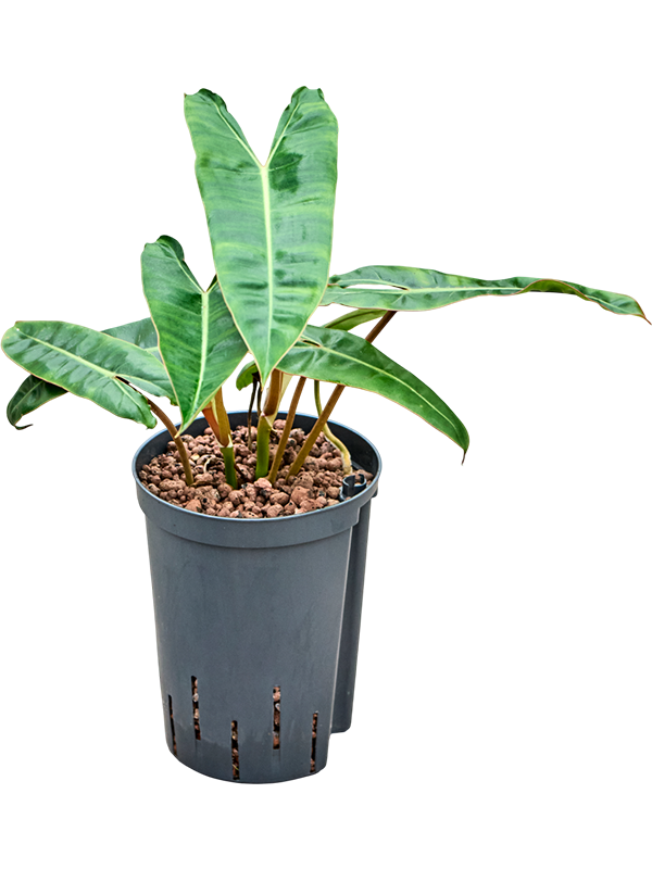 Planta naturala de interior Bush D25xH45cm Philodendron 'Billietiae' P15/19cm in hidrogranule