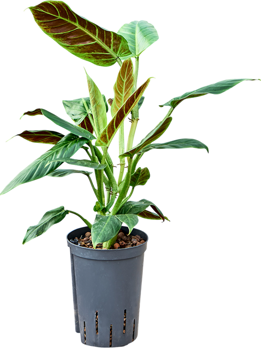 Planta naturala de interior Bush D25xH45cm Philodendron 'Subhastatum' P15/19cm in hidrogranule