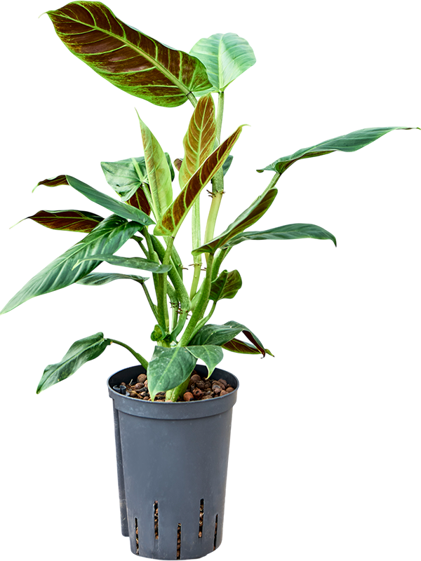 Planta naturala de interior Bush D25xH45cm Philodendron 'Subhastatum' P15/19cm in hidrogranule