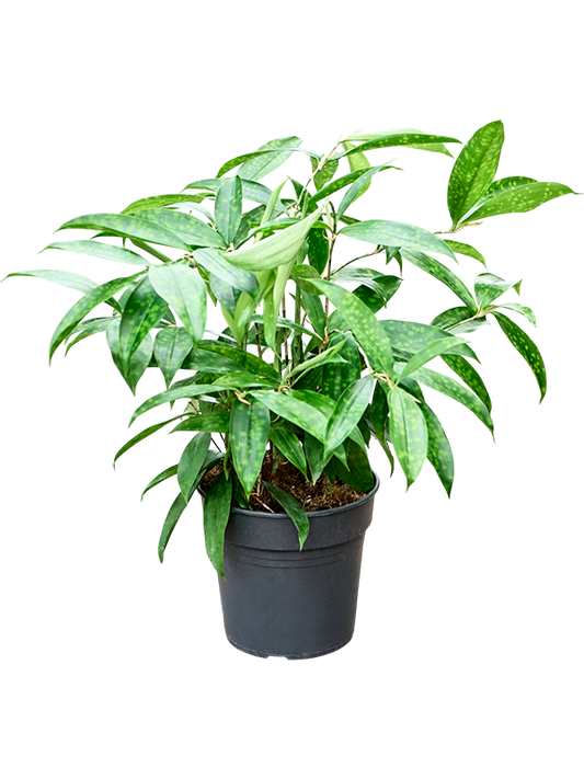 Planta naturala de interior Bush D25xH50cm Dracaena surculosa (40-60) PS17/14cm in pamant