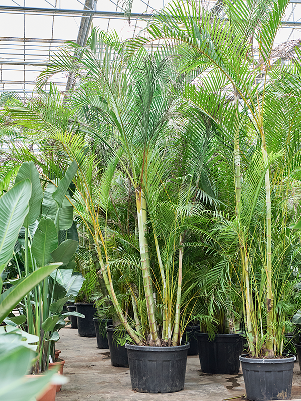 Planta naturala de interior Bush D300xH400cm Dypsis (Areca) lutescens PS80/56cm in pamant