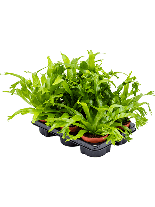 Planta naturala de interior Bush D30xH30cm Asplenium 'Amy' PS12/9cm in pamant