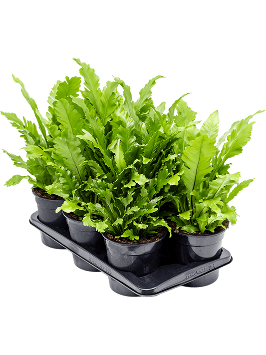 Planta naturala de interior Bush D30xH45cm Asplenium nidus 'Campio' PS17/16cm in pamant