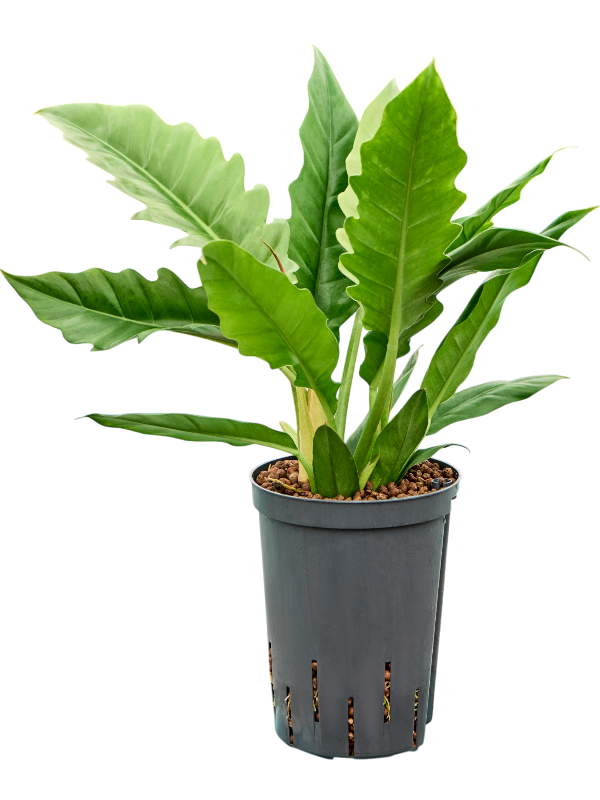 Planta naturala de interior Bush D30xH45cm Philodendron selloum 'Narrow' P15/19cm in hidrogranule