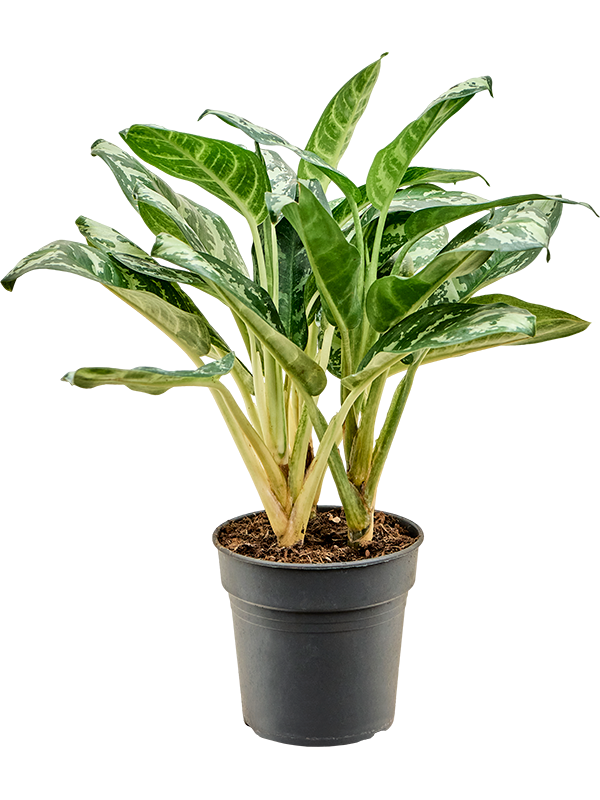 Planta naturala de interior Bush D30xH50cm Aglaonema 'Amazon Silver' PS19/17cm in pamant