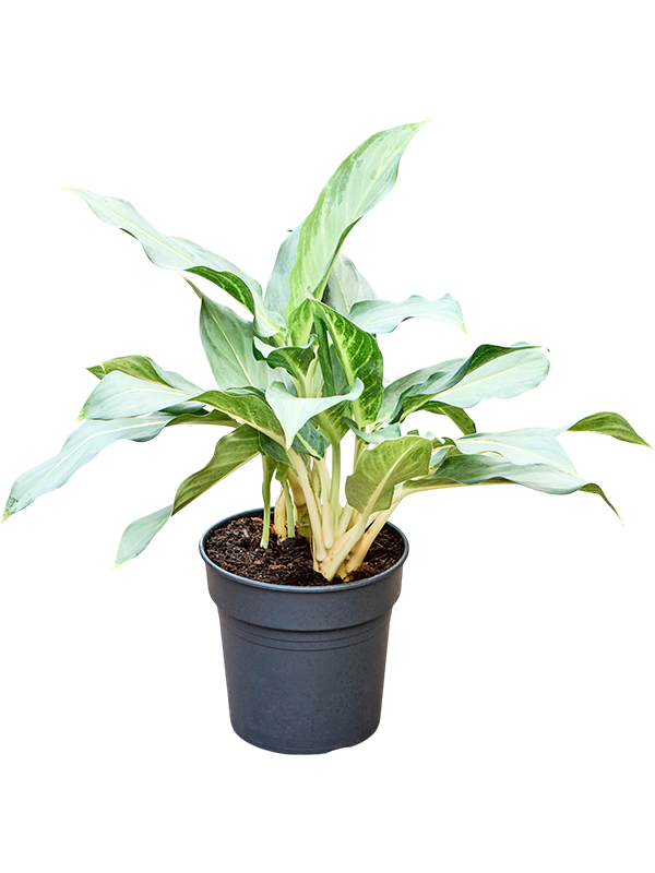 Planta naturala de interior Bush D30xH50cm Aglaonema 'Ghost' PS19/17cm in pamant