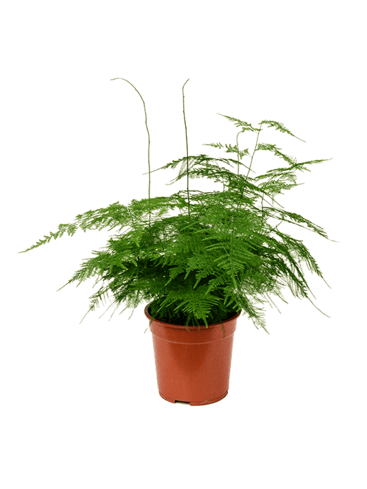 Planta naturala de interior Bush D30xH50cm Asparagus setaceus plumosus PS21/19cm in pamant