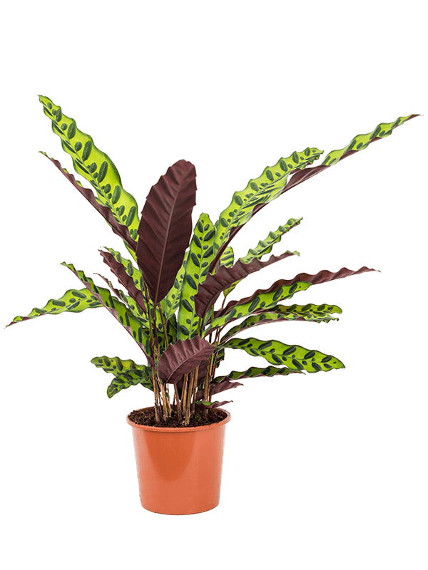 Planta naturala de interior Bush D30xH50cm Calathea insignis PS17/14cm in pamant