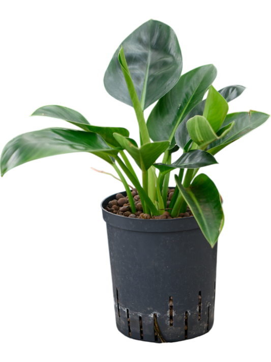 Planta naturala de interior Bush D30xH50cm Philodendron 'Green Congo' P18/19cm in hidrogranule