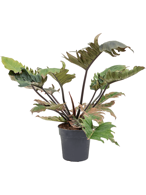Planta naturala de interior Bush D30xH50cm Philodendron 'Pluto' PS21/20cm in pamant