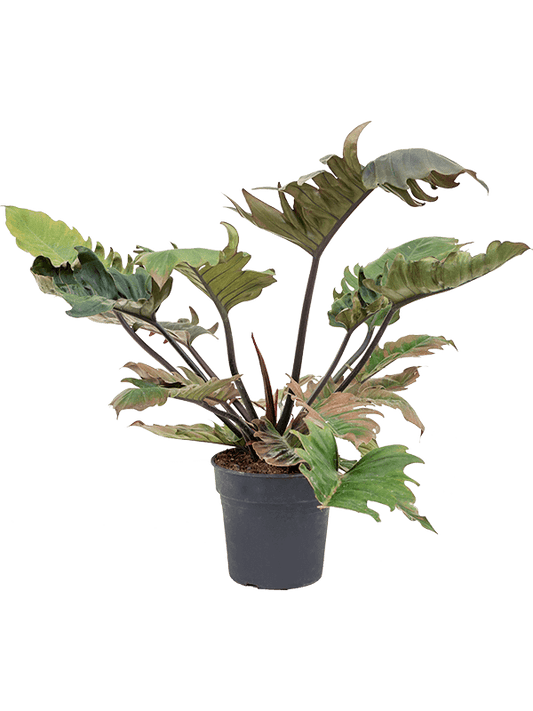 Planta naturala de interior Bush D30xH50cm Philodendron 'Pluto' PS21/20cm in pamant