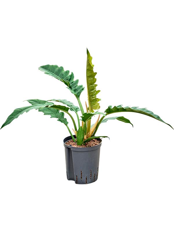 Planta naturala de interior Bush D30xH50cm Philodendron selloum 'Narrow' P18/19cm in hidrogranule