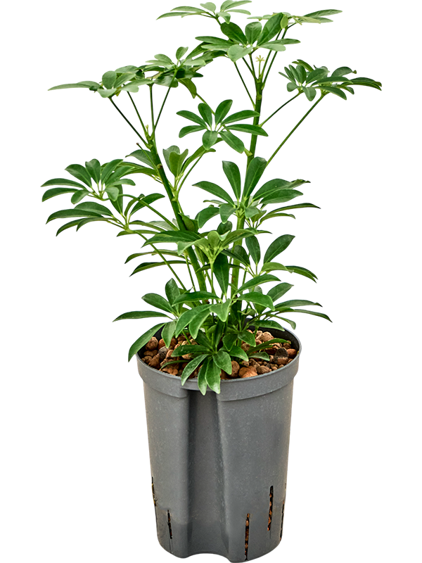 Planta naturala de interior Bush D30xH50cm Schefflera arboricola 'Luseana' P15/19cm in hidrogranule