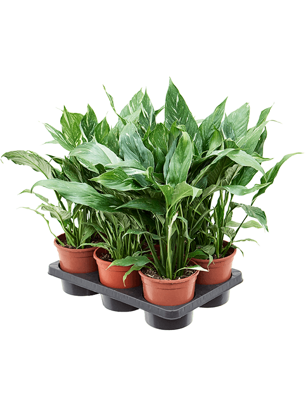 Planta naturala de interior Bush D30xH50cm Spathiphyllum 'Diamond' PS14/12cm in pamant