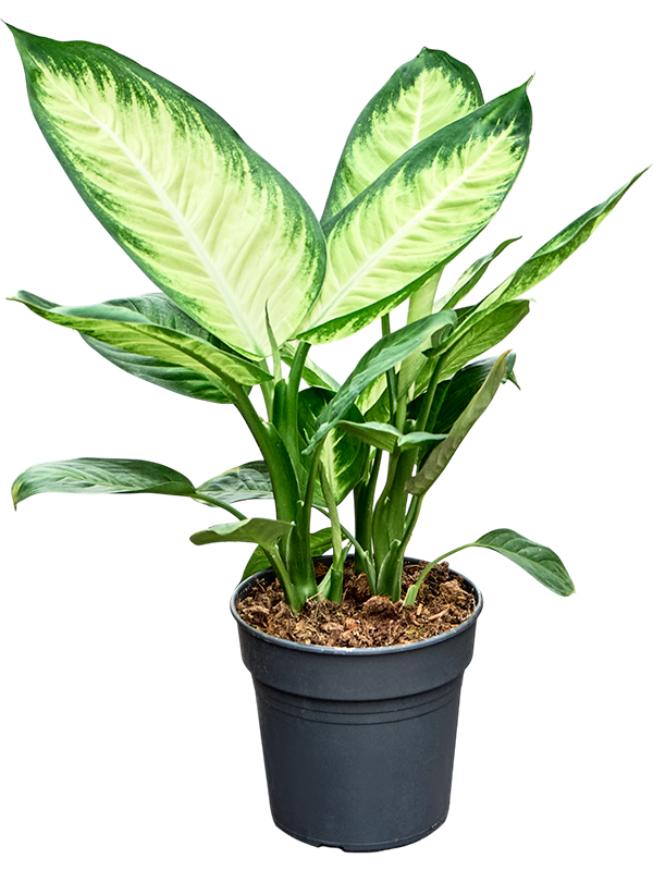 Planta naturala de interior Bush D30xH55cm Dieffenbachia 'Tropic Marianne' PS19/17cm in pamant