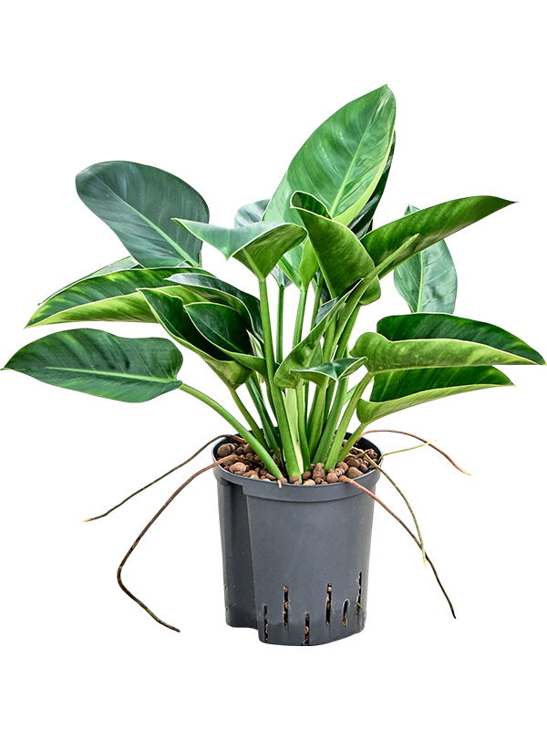 Planta naturala de interior Bush D30xH55cm Philodendron 'Green Congo' P18/19cm in hidrogranule