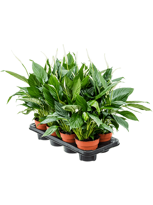 Planta naturala de interior Bush D30xH55cm Spathiphyllum 'Sweet Chico' PS13/12cm in pamant