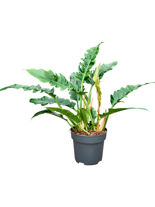 Planta naturala de interior Bush D30xH60cm Philodendron 'Narrow' PS19/17cm in pamant