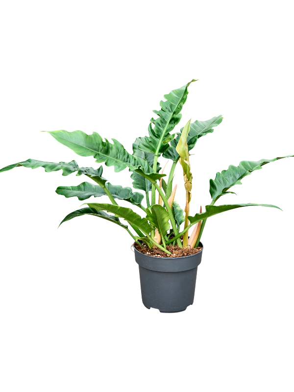 Planta naturala de interior Bush D30xH60cm Philodendron 'Narrow' PS19/17cm in pamant