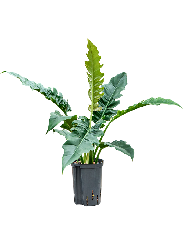 Planta naturala de interior Bush D30xH60cm Philodendron selloum 'Narrow' P15/19cm in hidrogranule