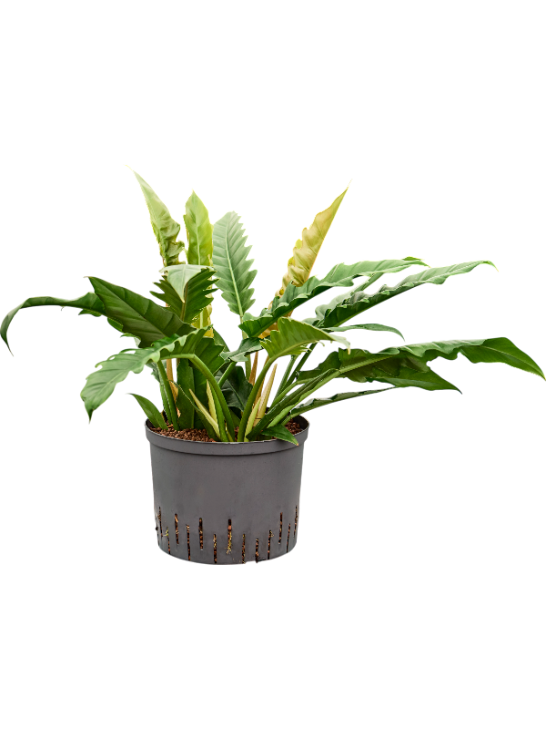 Planta naturala de interior Bush D30xH60cm Philodendron selloum 'Narrow' P25/19cm in hidrogranule