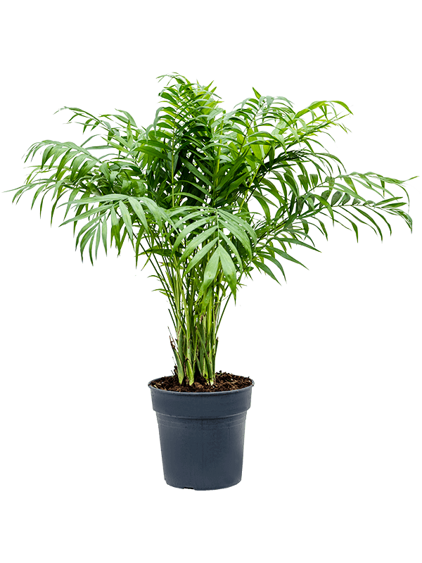 Planta naturala de interior Bush D35xH100cm Chamaedorea elegans PS24/23cm in pamant