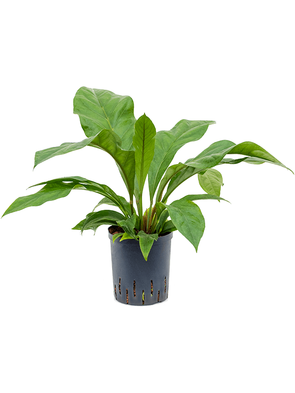 Planta naturala de interior Bush D35xH50cm Anthurium ellipticum 'Jungle bush' P18/19cm in hidrogranule