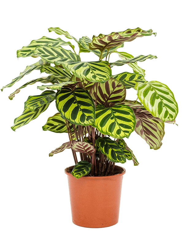 Planta naturala de interior Bush D35xH50cm Calathea makoyana PS17/15cm in pamant