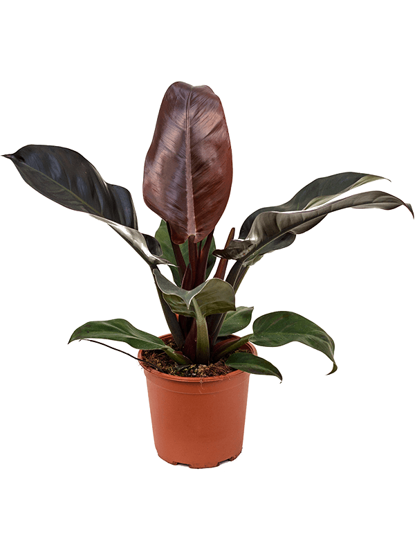 Planta naturala de interior Bush D35xH50cm Philodendron 'Imperial Red' PS19/17cm in pamant