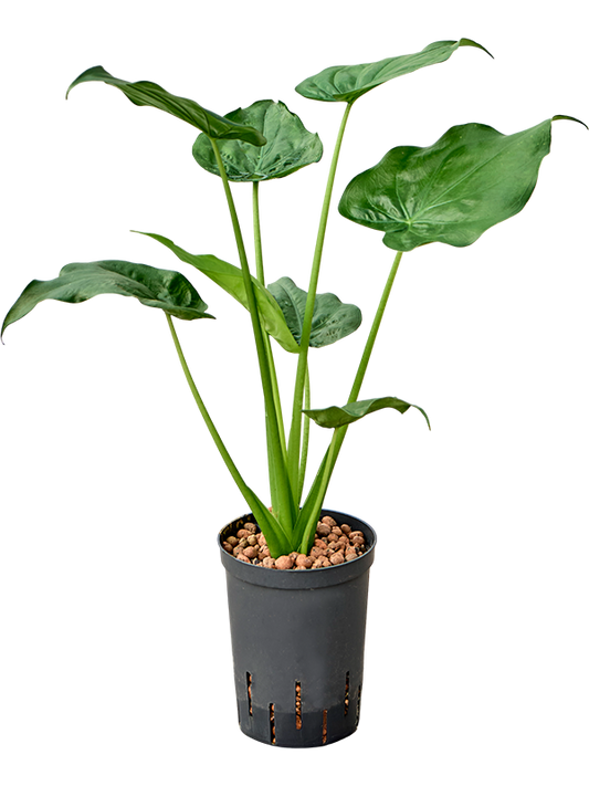Planta naturala de interior Bush D35xH60cm Alocasia cucullata P15/19cm in hidrogranule