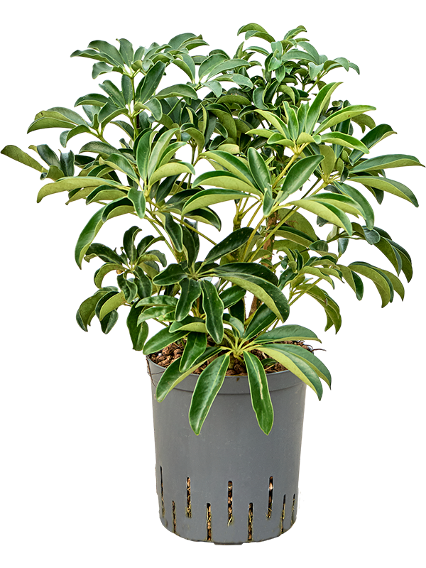 Planta naturala de interior Bush D35xH60cm Schefflera arboricola 'Compacta' P18/19cm in hidrogranule