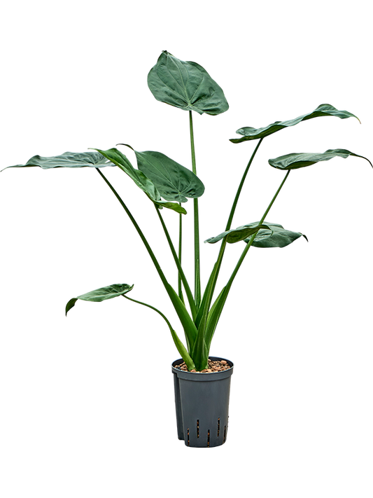 Planta naturala de interior Bush D35xH70cm Alocasia cucullata P15/19cm in hidrogranule