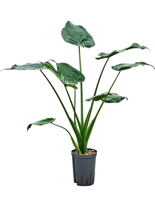 Planta naturala de interior Bush D35xH70cm Alocasia cucullata P15/19cm in hidrogranule