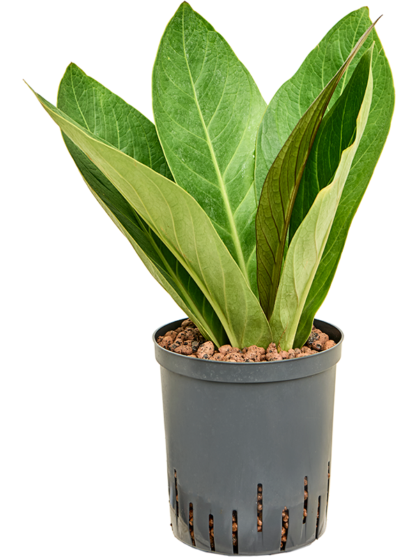 Planta naturala de interior Bush D35xH70cm Anthurium elipticum 'Jungle' hybriden P18/19cm in hidrogranule
