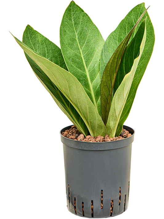 Planta naturala de interior Bush D35xH70cm Anthurium elipticum 'Jungle' hybriden P18/19cm in hidrogranule