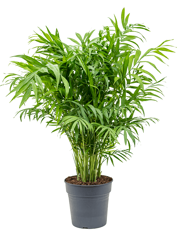 Planta naturala de interior Bush D35xH70cm Chamaedorea elegans PS21/20cm in pamant