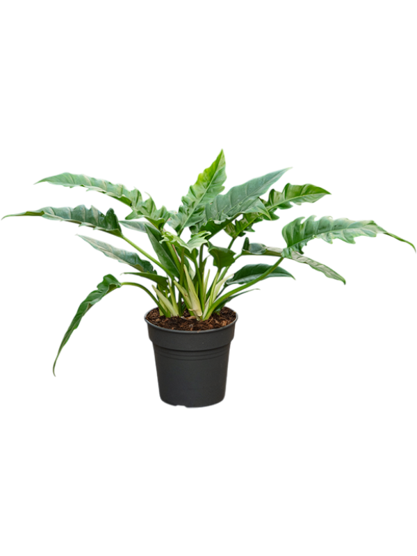 Planta naturala de interior Bush D35xH70cm Philodendron 'Narrow' PS24/23cm in pamant